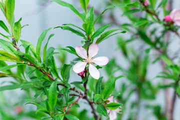 barberry flower