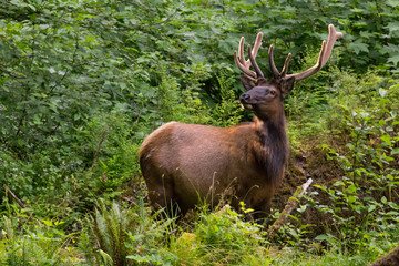 Naklejka na ściany i meble Roosevelt Elk olympic national park hoh rainforest