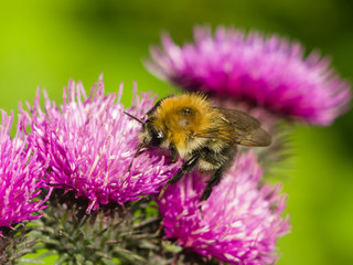 bee on scotch thistle flower macro, selective focus