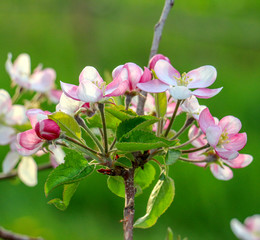 Aplle blossom in an orchard