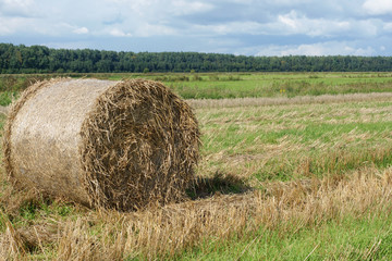Round straw bale in the meadow