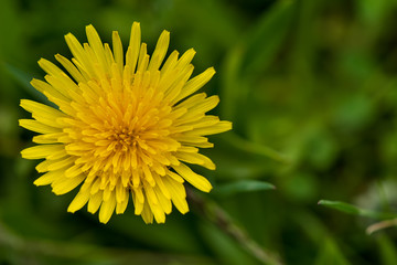 Spring yellow dandelion flower in natural light