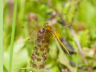 Yellow dragonfly on a weed macro, selective focus