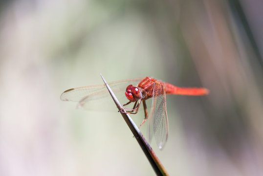 Red dragonly