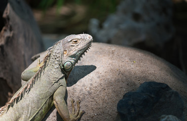lizard iguana on rock