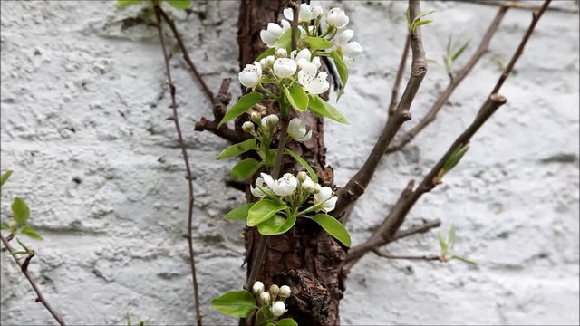 Bourgeon d'un poirier