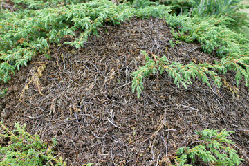 Ant Hill