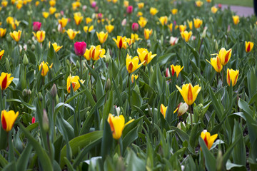 Obraz premium Wild tulip field