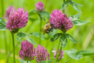 bee at red clover flower macro