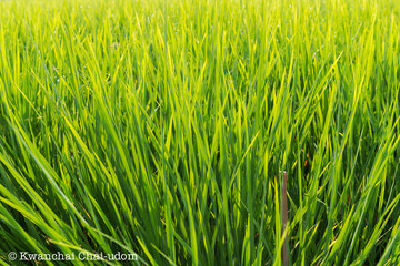 paddy field of rice