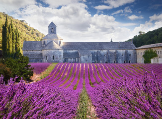 Abbey of Senanque with blooming lavander. Provence, France