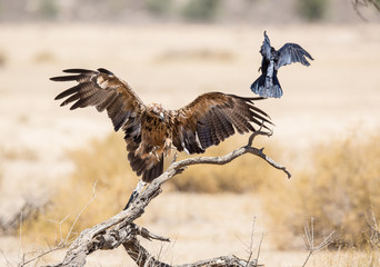 Tawny Eagle chasing crow