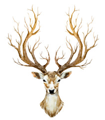 Fototapeta premium Watercolor hand drawn deer