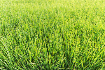 paddy field of rice