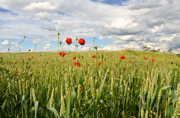 Wheat field in summer
