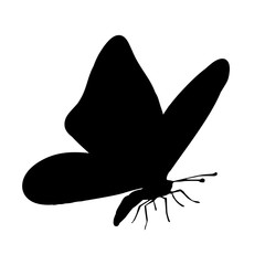Vector silhouette of butterfly.