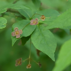 small flowers on euonymus verrucosus or spindle tree macro, selective focus, shallow dof