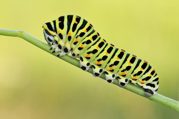 Oruga de papilio Machaon