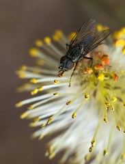 макро фотография