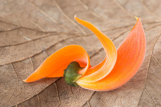 Butea Monosperma or Palash flower of Southeast Asia
