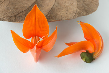 Butea Monosperma or Palash flower of Southeast Asia