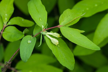 blue honeysuckle blooming, selective focus