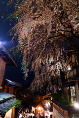 京都　三年坂の夜桜
