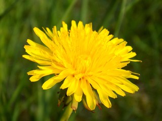 Dandelion on meadow in spring