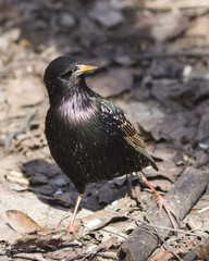 Common starling, sturnus vulgaris, sitting in dry grass, selective focus, shallow DOF