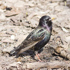 Common starling, sturnus vulgaris, sitting in dry grass, selective focus, shallow DOF