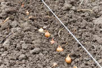 Planting onion bulbs in the plowed land
