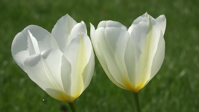 White tulips close-up. Photo taken in the garden (4k footage)
