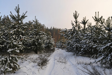 road in the winter forest
