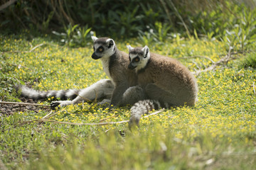 Lemurs playing