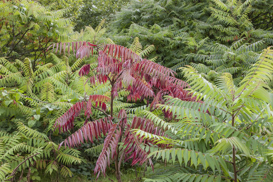 Essig Baum - Rhus typhina