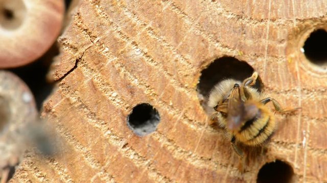 wild bee Osmia bicornis flying on insect shelter.