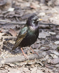 Common starling, sturnus vulgaris, sitting in dry grass, selective focus, shallow DOF