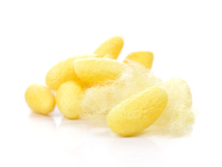 Cocoon , Silk on white background.