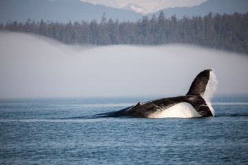 humpback whale diving in alaska at glaicer bay national park