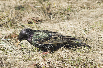 Common starling, sturnus vulgaris, sitting in dry grass, selective focus, shallow DOF