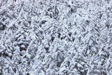 雪山の森（北八ヶ岳）