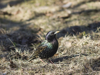 Common starling, sturnus vulgaris, sitting in dry grass, selective focus, shallow DOF