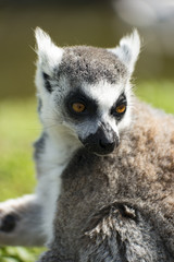 Lemur