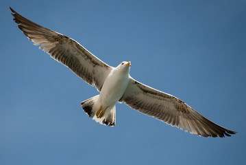Seagull flying in beautiful sky