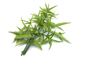 Clinacanthus Nutans or Phaya Yo (Thai name)