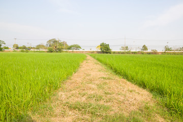 beautiful rice field in thailand, Green rice fields