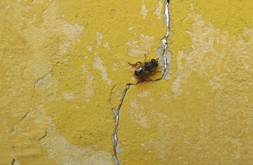 Bee on an old yellow wall