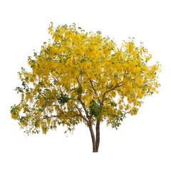 Isolated golden shower tree on white background