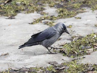 Jackdaw bird, Corvus monedula, on ground with ice, selective focus
