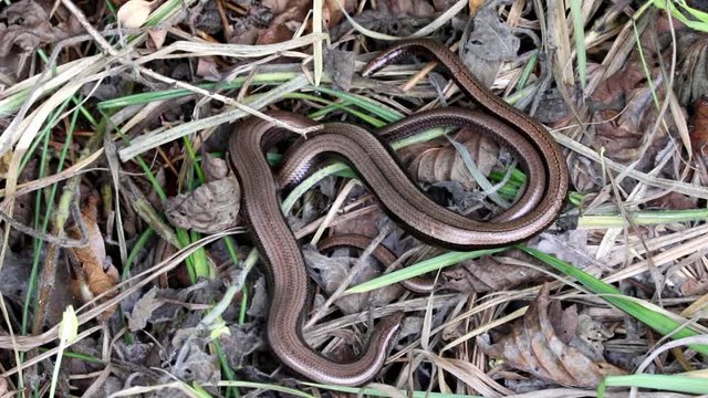 2 Slow Worms (Anguis fragilis) Legless Lizard